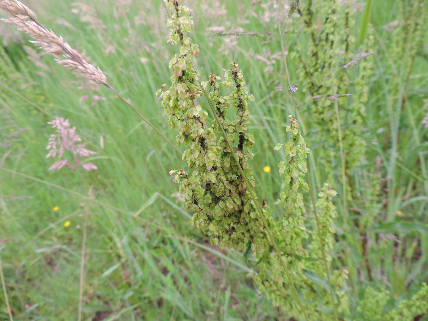 Rumex cfr.crispus