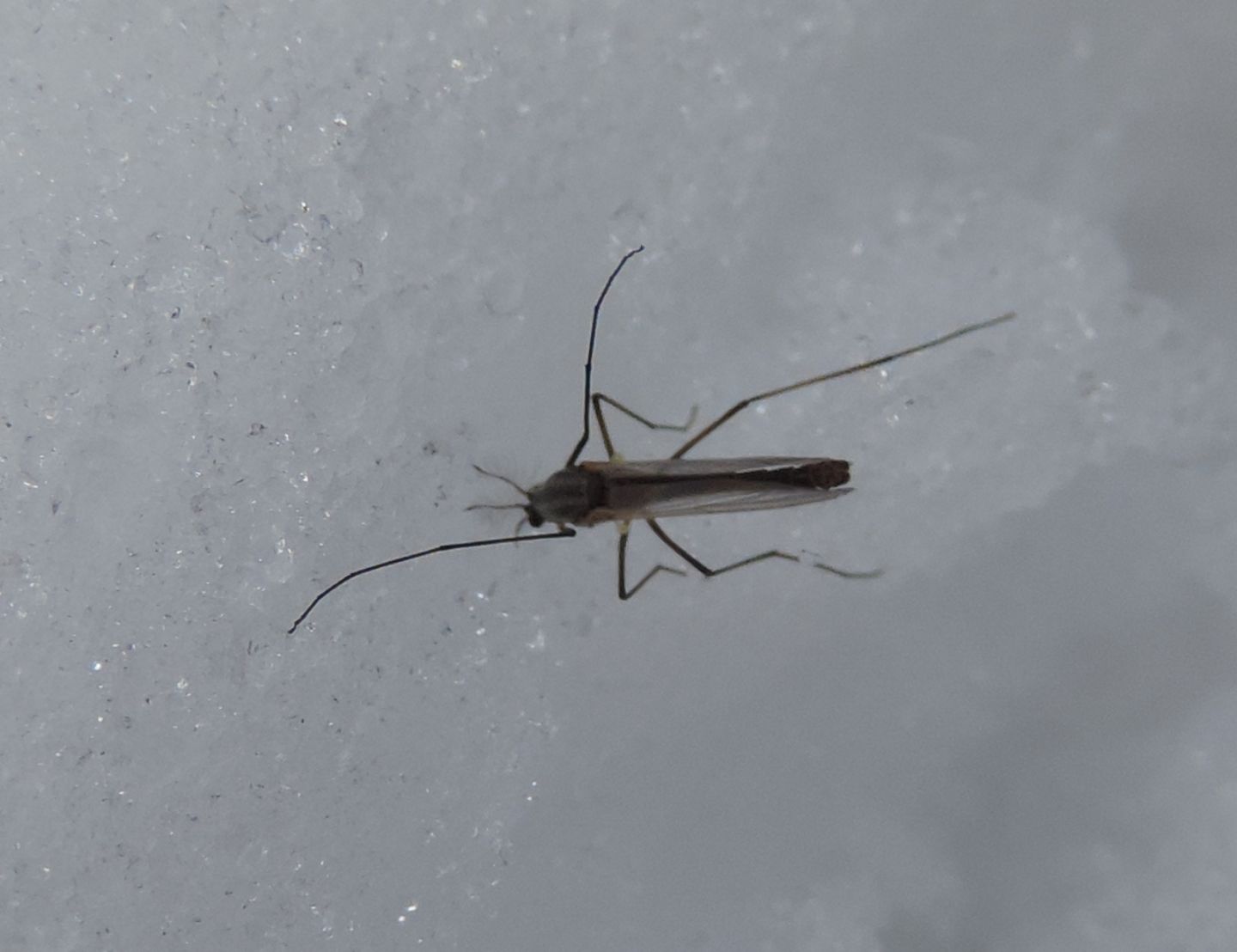 Chironomidae sp., femmina