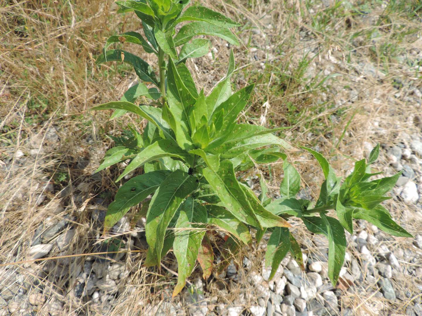 Pianta da identificare