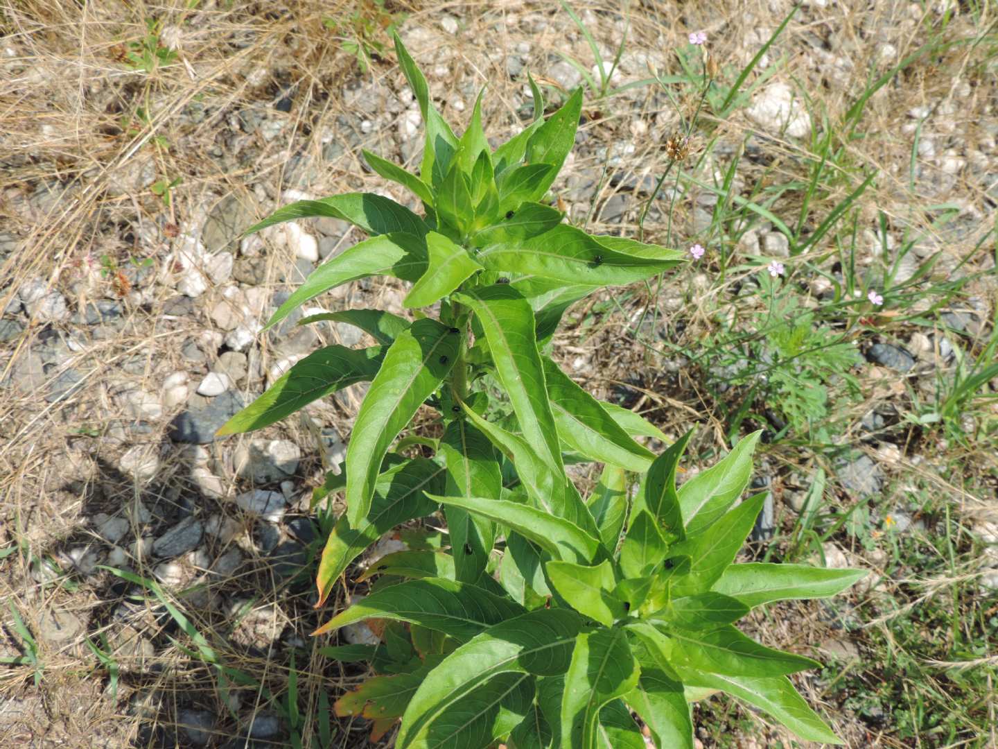 Pianta da identificare