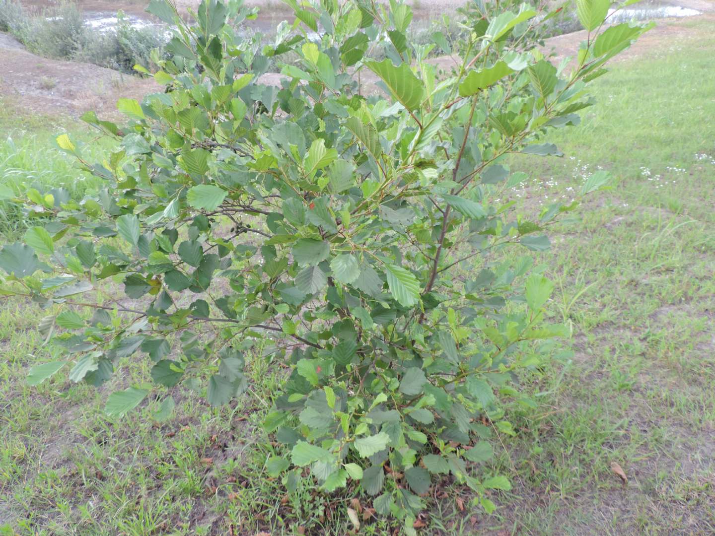 Pianta rovinata: Ontano nero / Alnus glutinosa