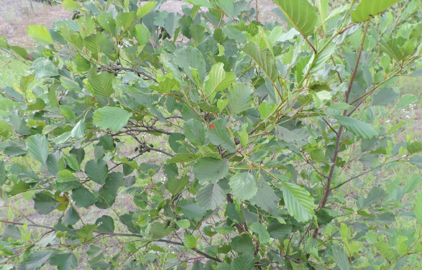 Pianta rovinata: Ontano nero / Alnus glutinosa