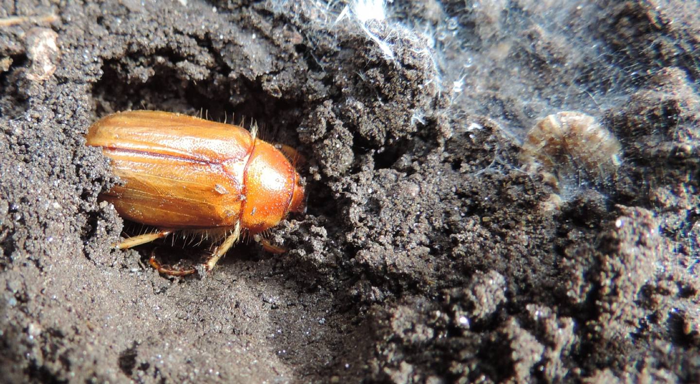 Melolonthidae, forse Firminus? No, Rhizotrogus cicatricosus