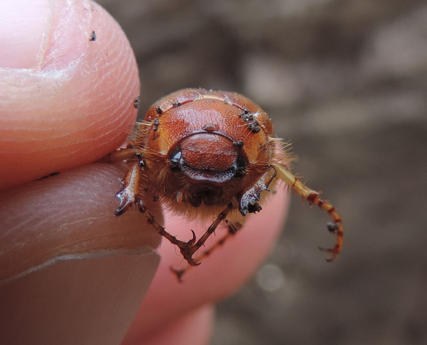 Melolonthidae, forse Firminus? No, Rhizotrogus cicatricosus