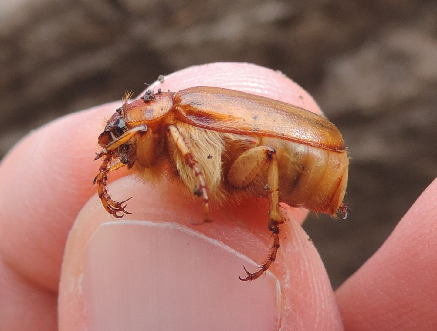 Melolonthidae, forse Firminus? No, Rhizotrogus cicatricosus