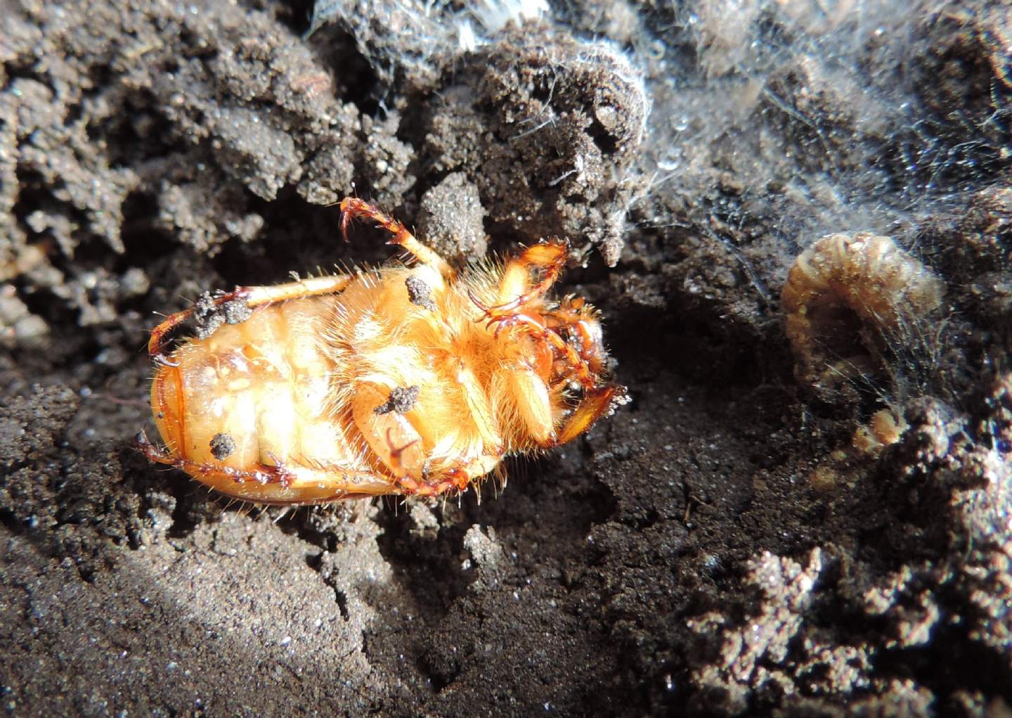 Melolonthidae, forse Firminus? No, Rhizotrogus cicatricosus