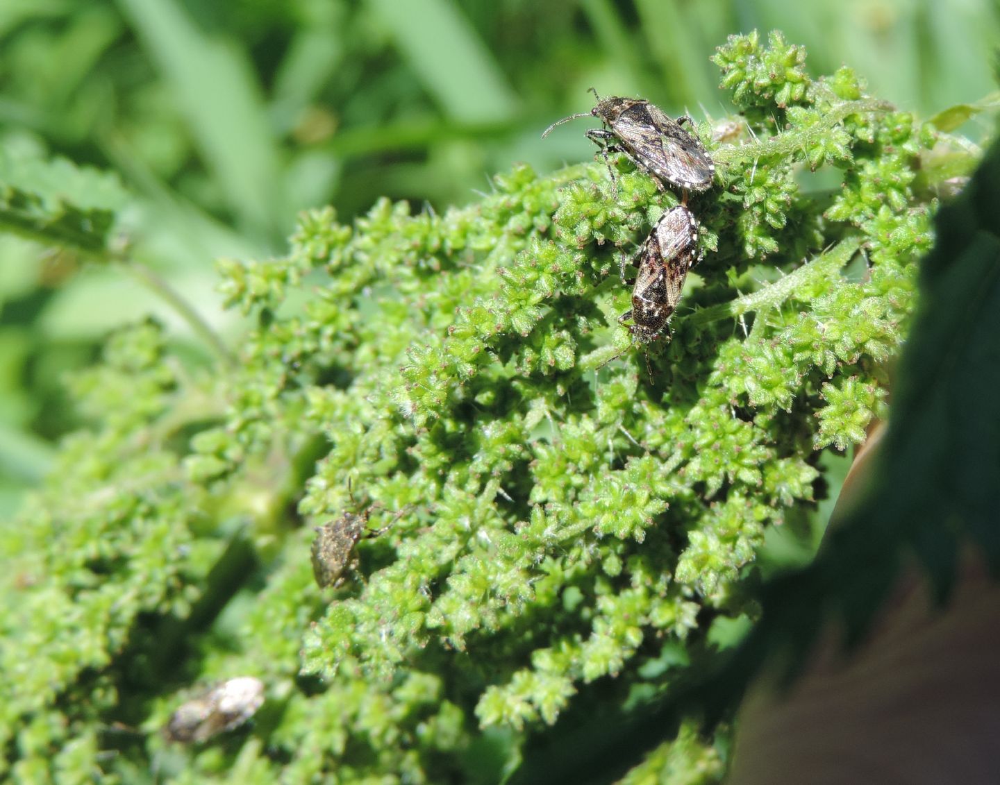 Rumex? No, Urtica dioica