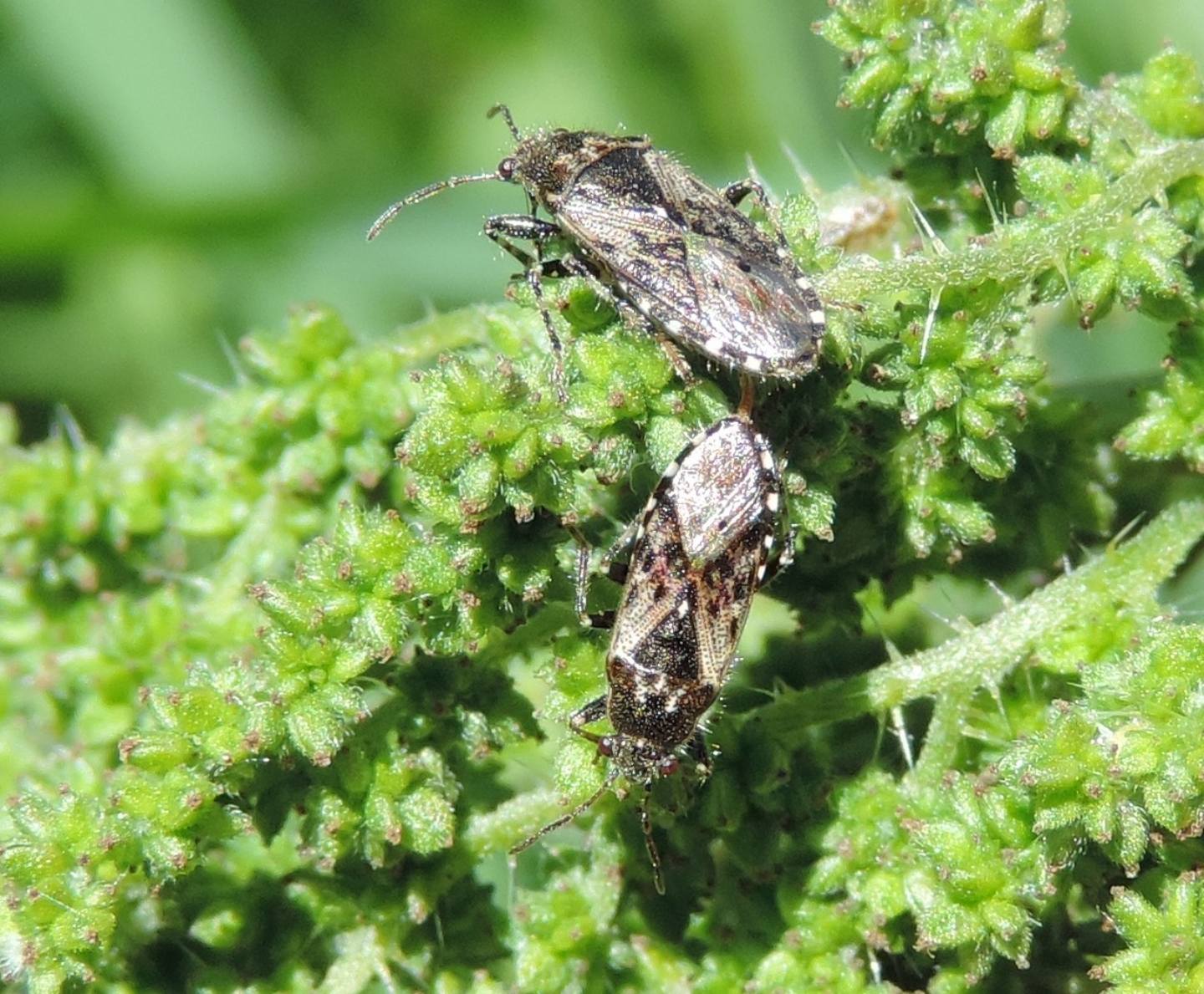 Lygaeidae?  S, Heterogaster urticae