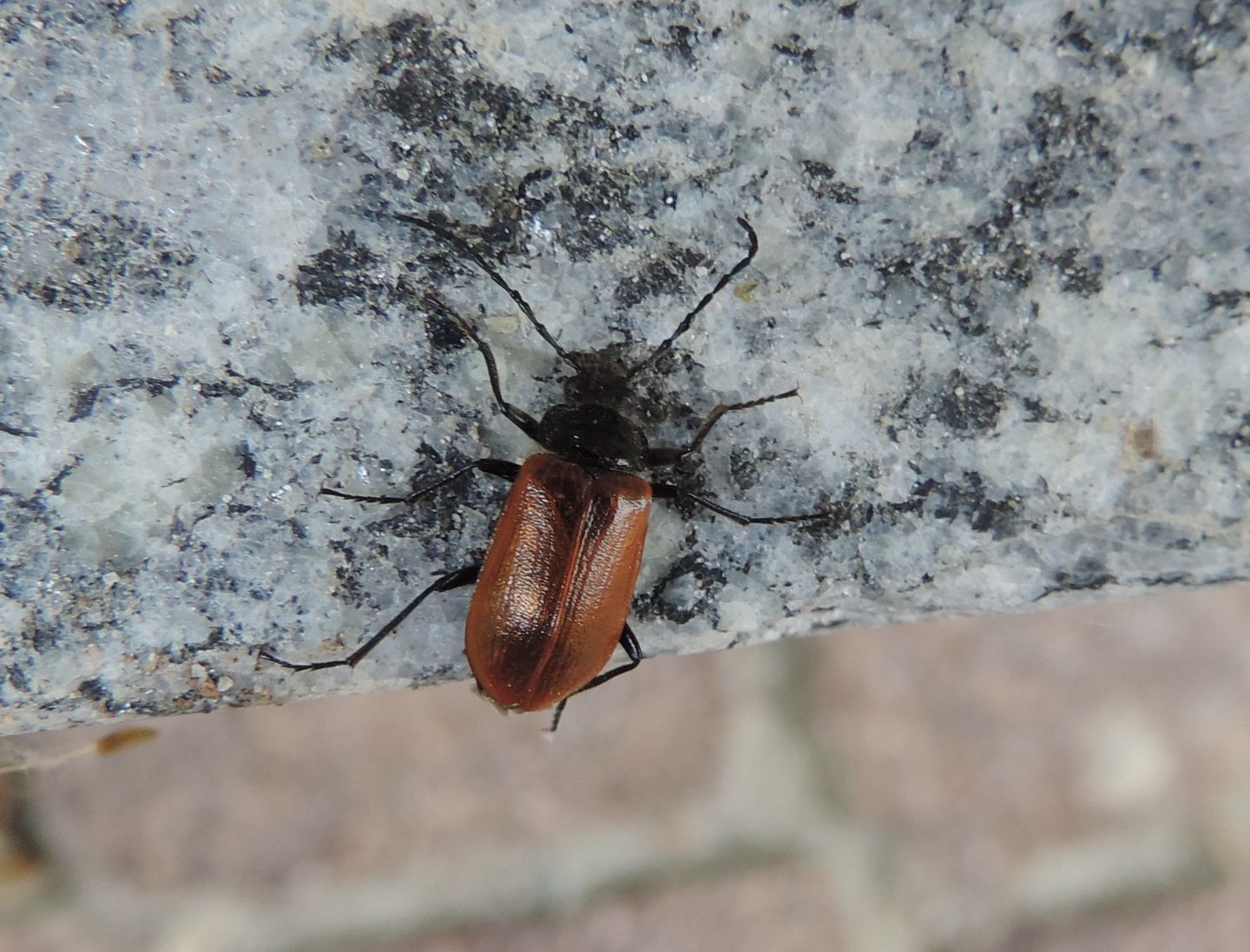 Tenebrionidae Alleculinae: Omophlus sp.