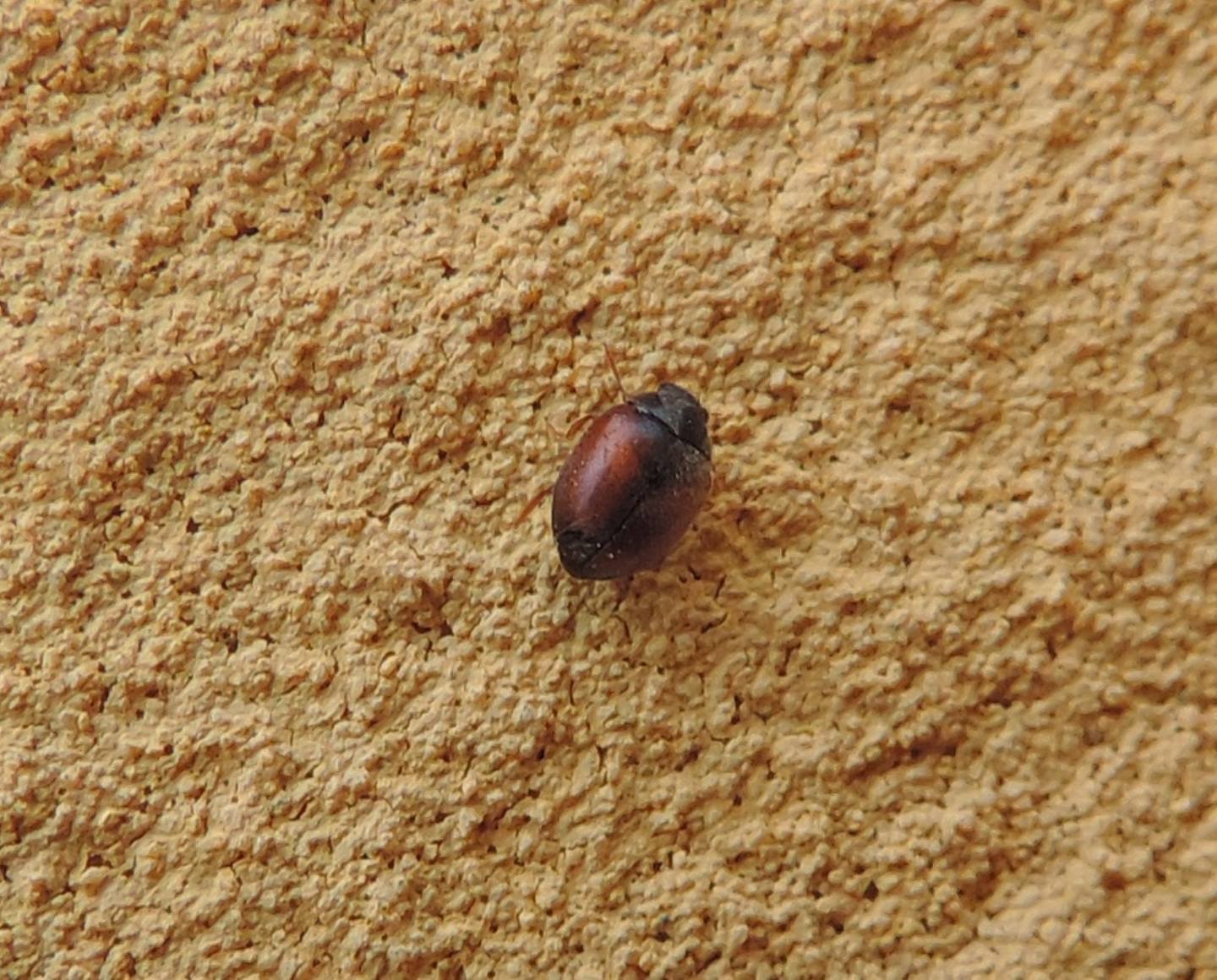 Coccinellidae: Scymnus interruptus? Scymnus sp.