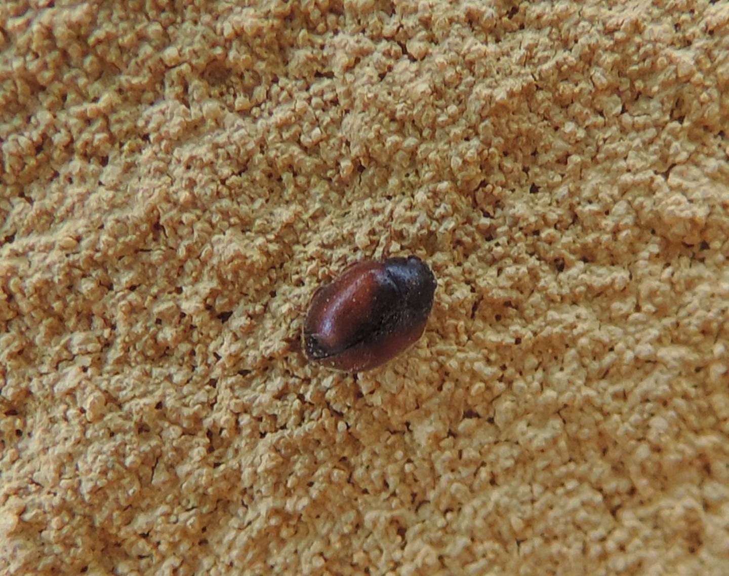 Coccinellidae: Scymnus interruptus? Scymnus sp.