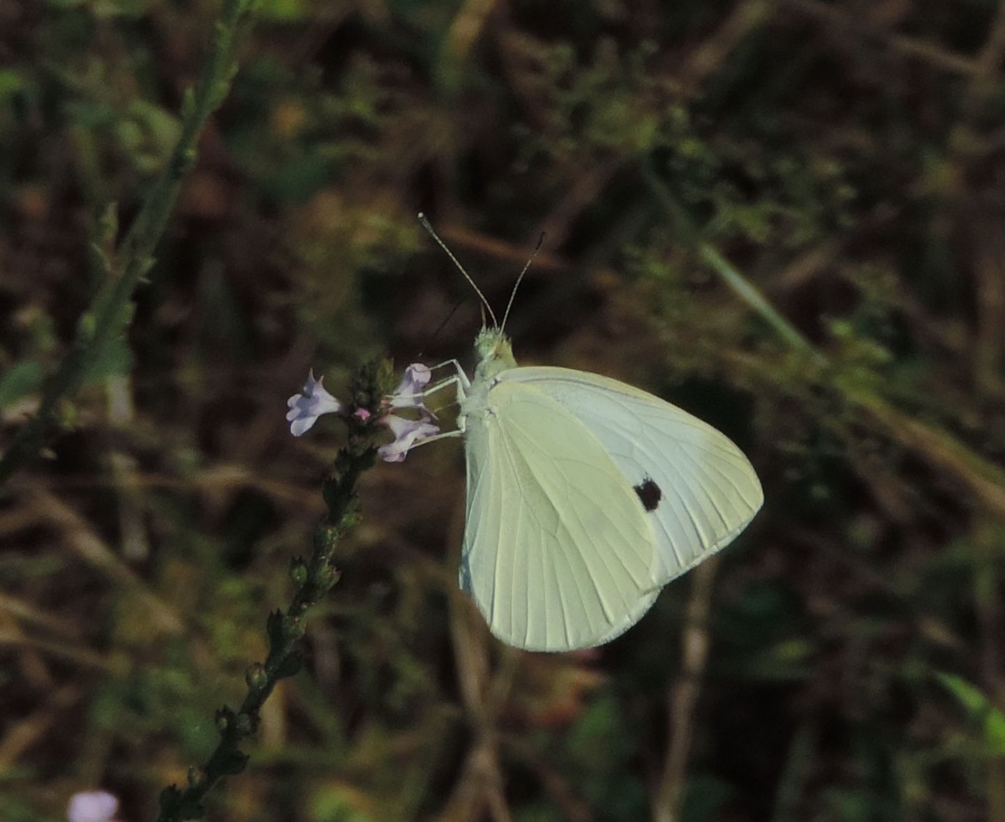 Pieris brassicae? No, P. rapae e P. napi