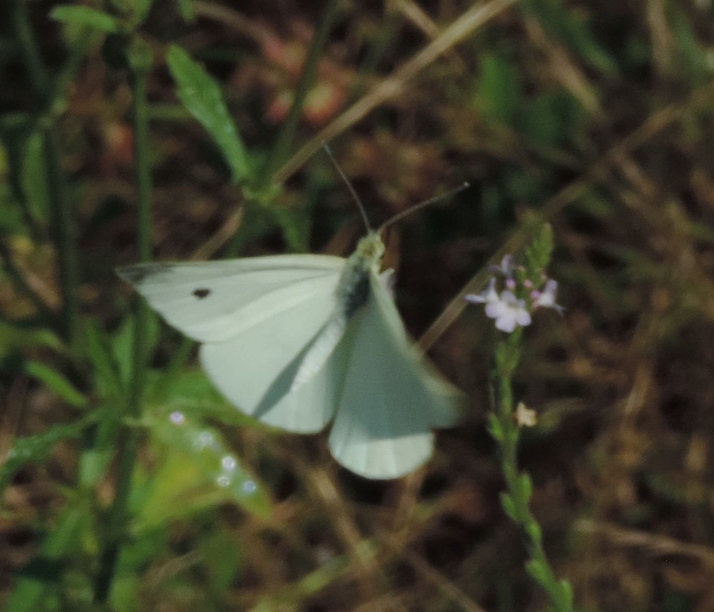 Pieris brassicae? No, P. rapae e P. napi