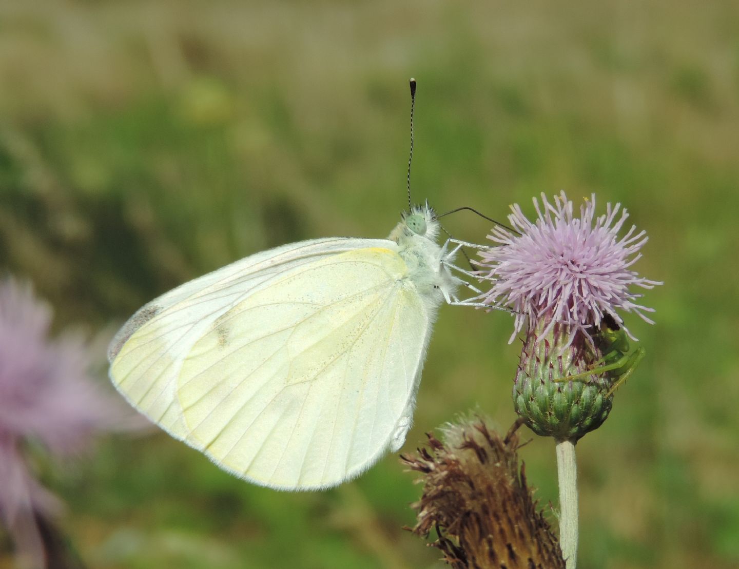 Pieris brassicae? No, P. rapae e P. napi