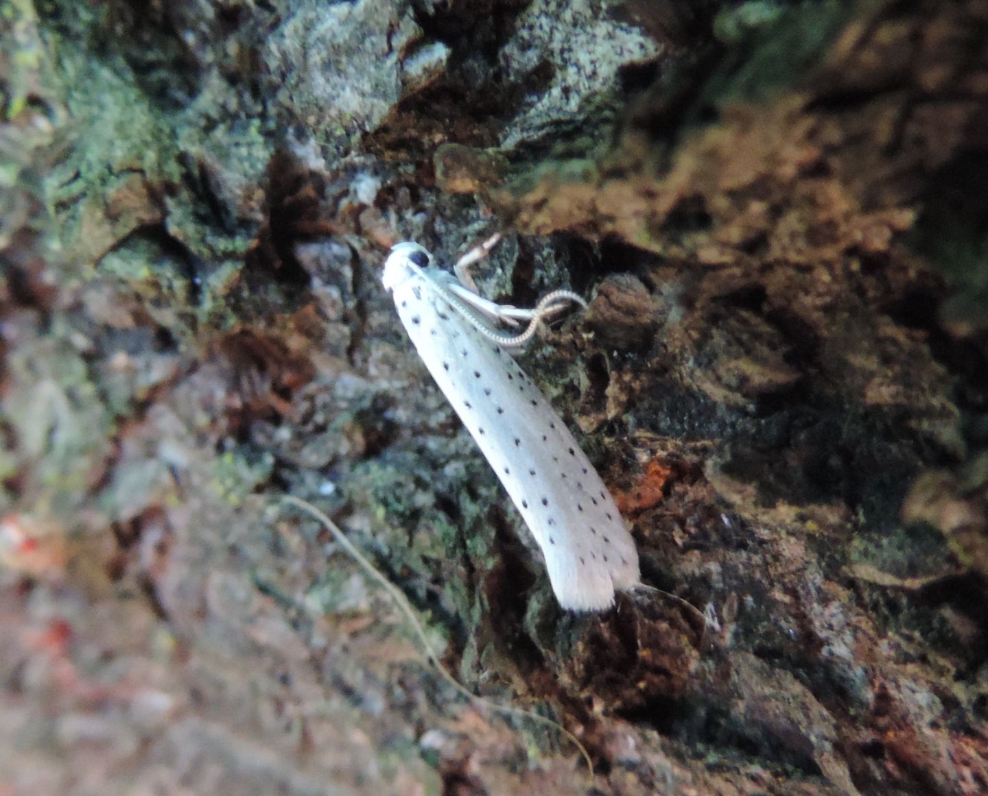 Yponomeuta evonymella? S !