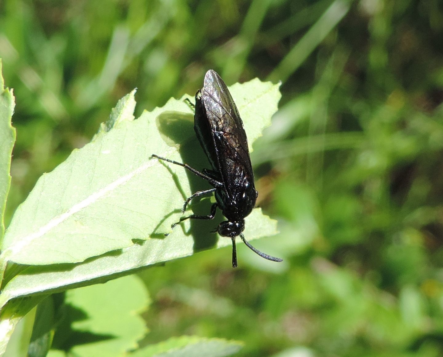 Argidae: Arge berberidis?  S !