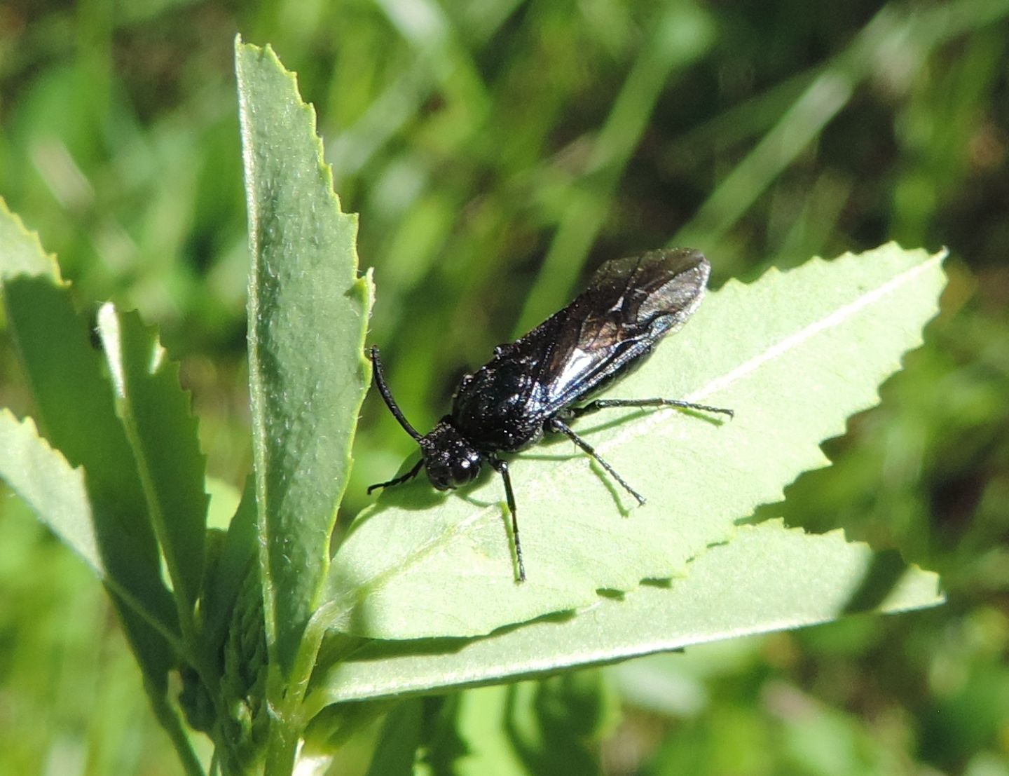 Argidae: Arge berberidis?  S !