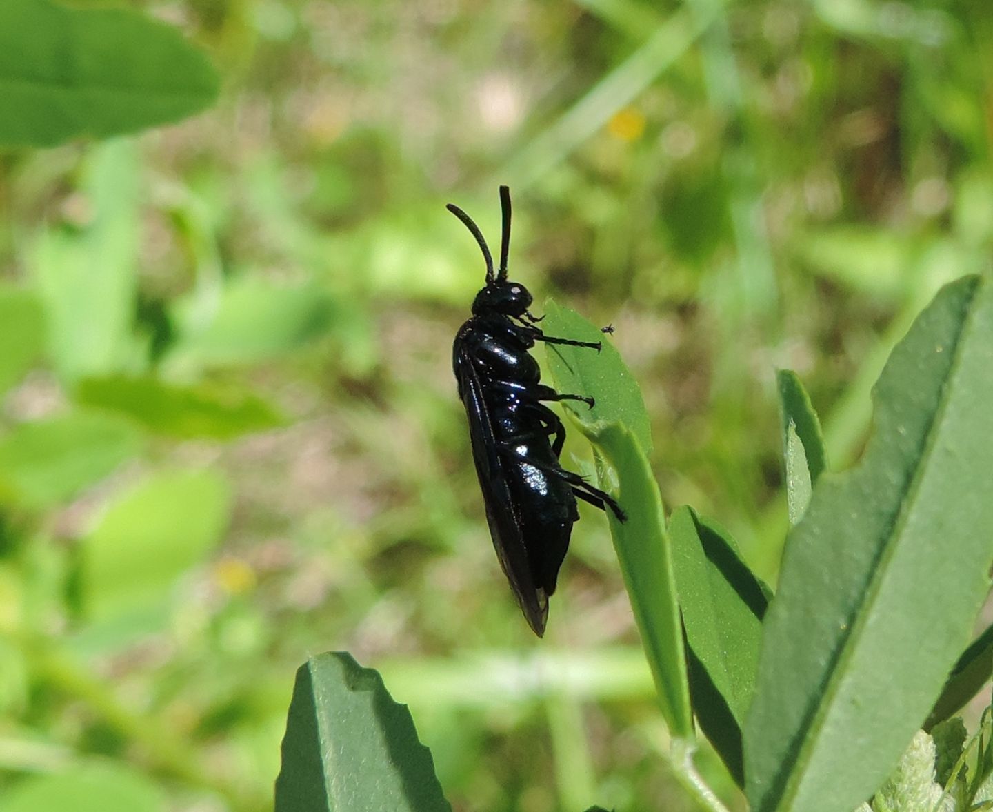 Argidae: Arge berberidis?  S !