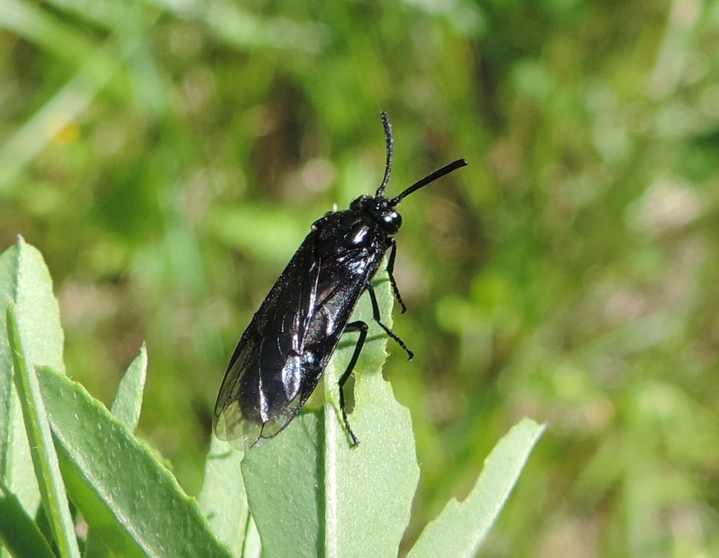 Argidae: Arge berberidis?  S !