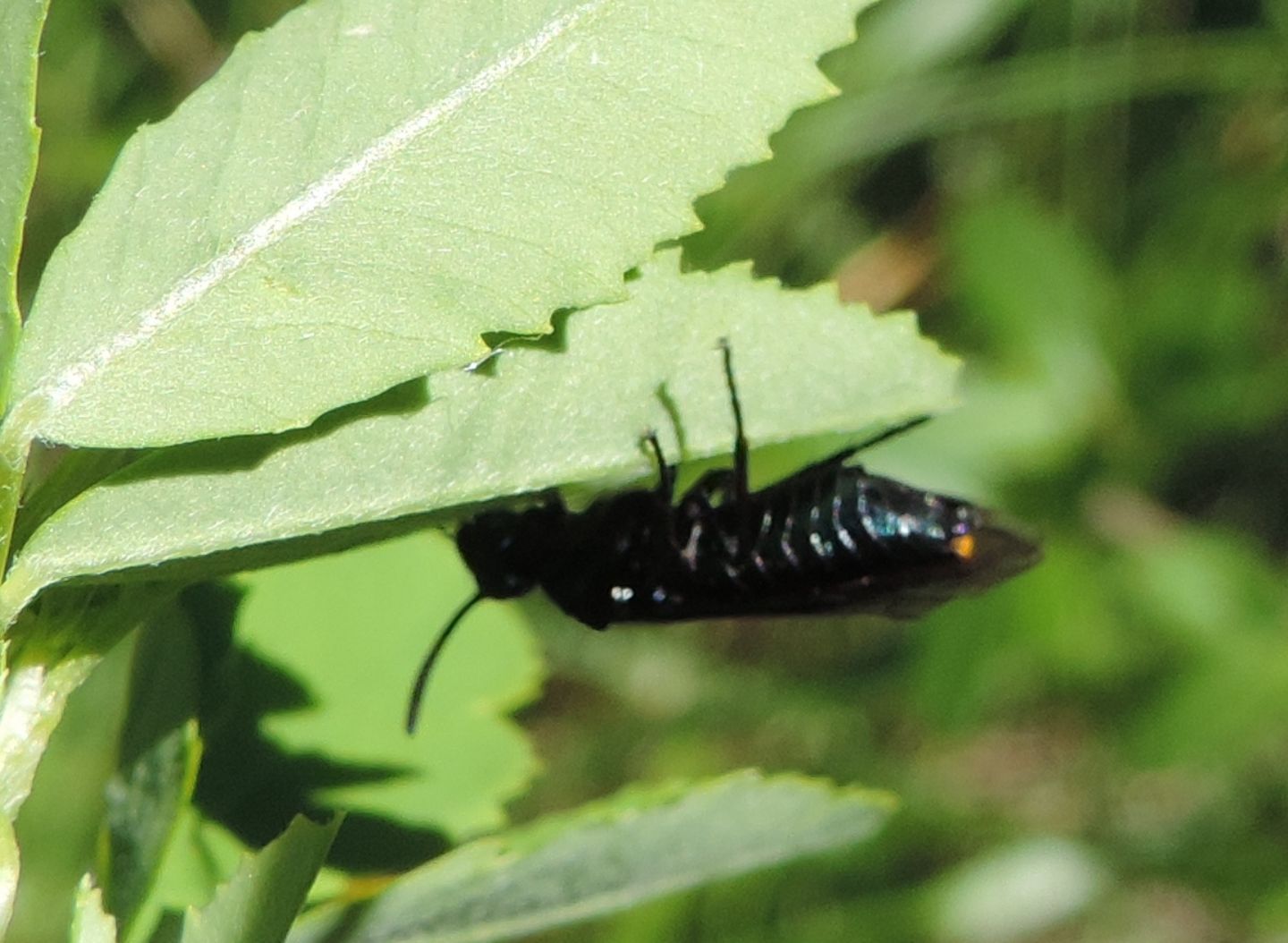 Argidae: Arge berberidis?  S !