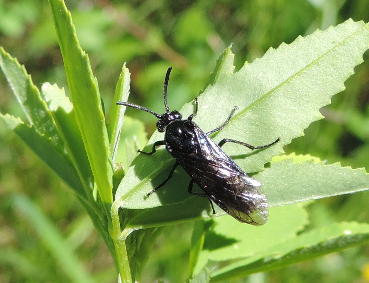 Argidae: Arge berberidis?  S !