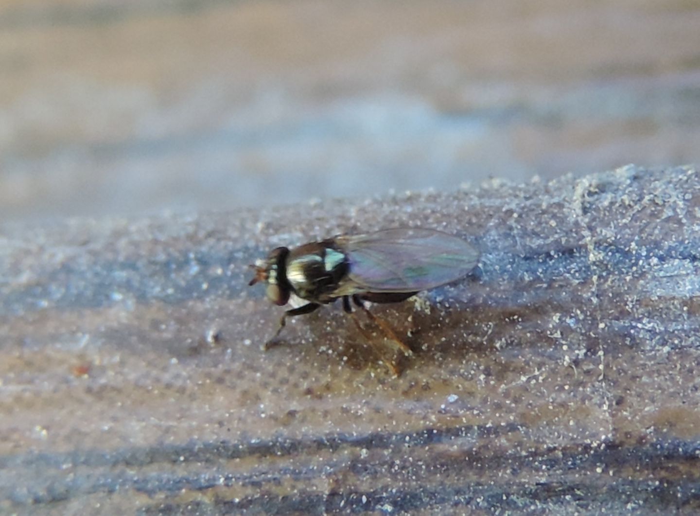 minuscolo dittero da identificare