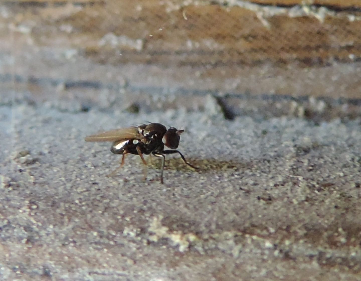 minuscolo dittero da identificare