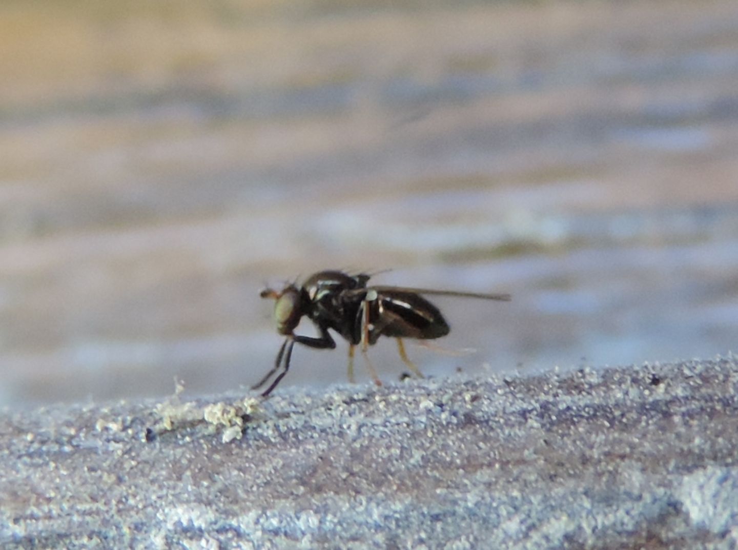 minuscolo dittero da identificare