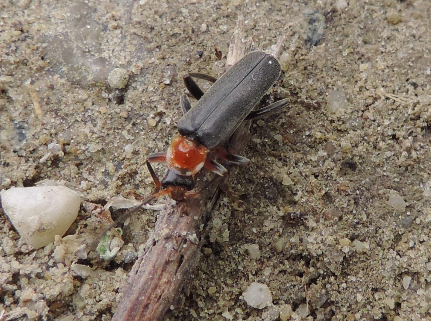 Cantharidae: Cantharis livida? No, Cantharis pellucida