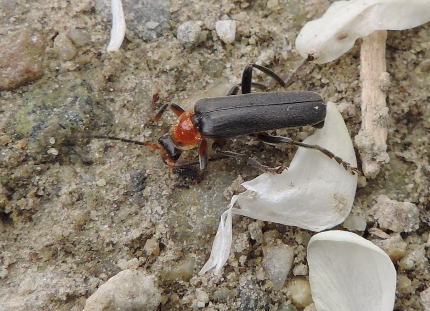 Cantharidae: Cantharis livida? No, Cantharis pellucida