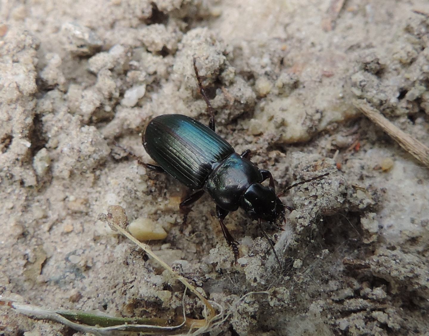 Harpalus distinguendus? S !