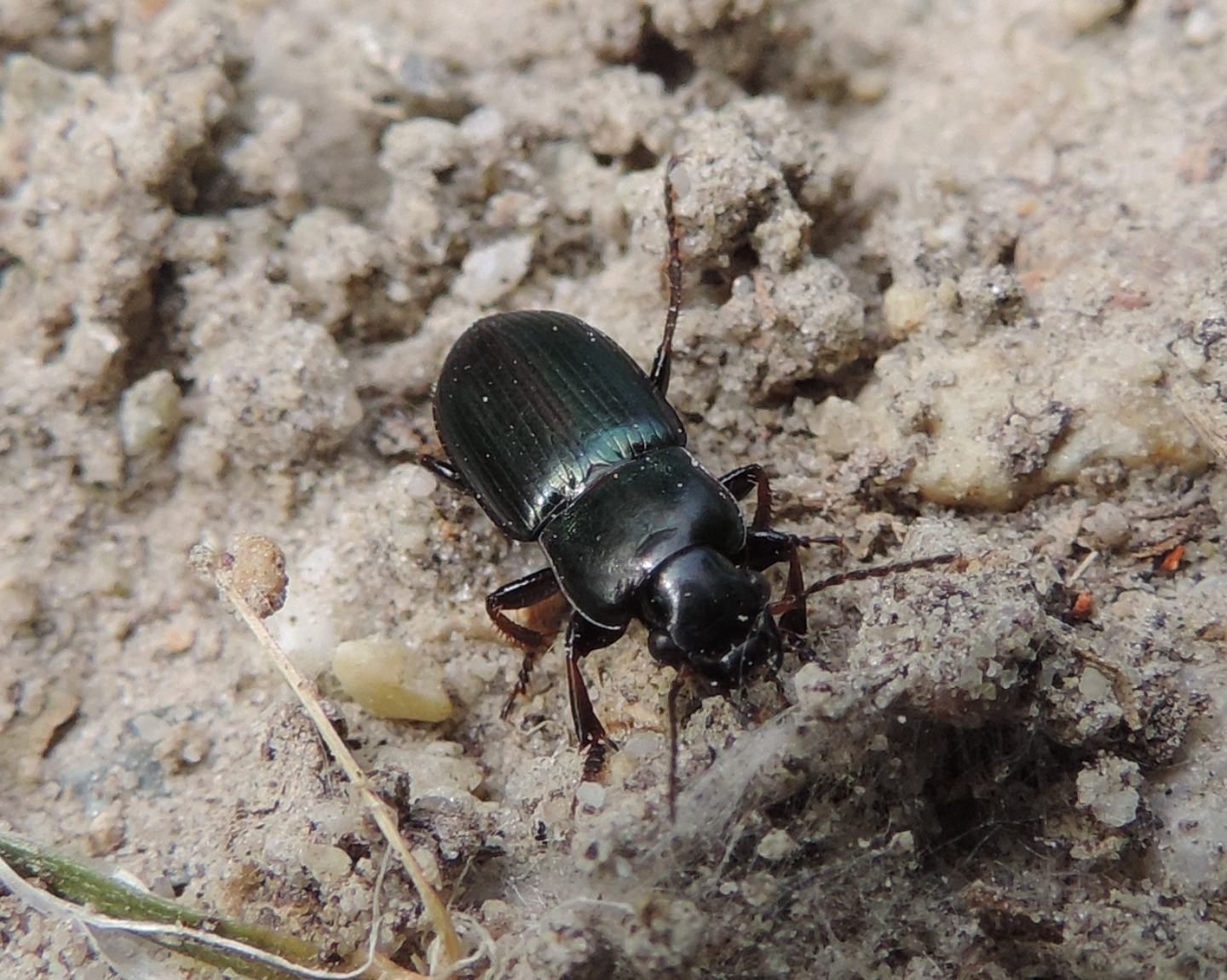 Harpalus distinguendus? S !