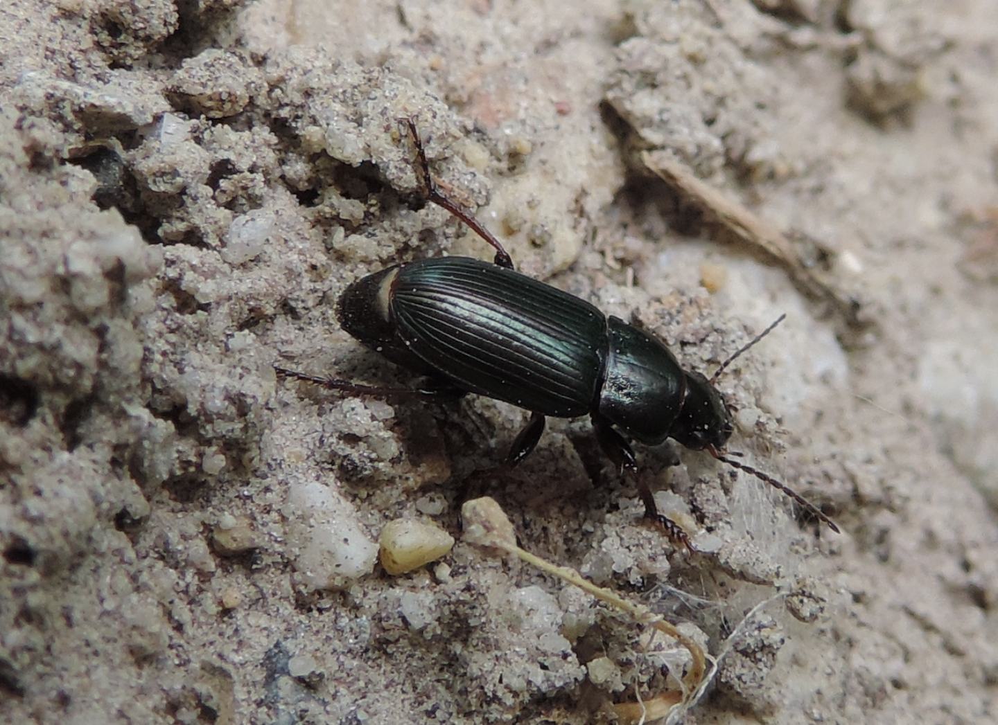 Harpalus distinguendus? S !