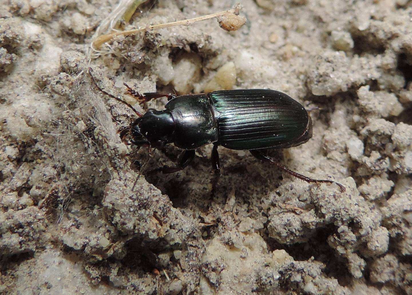 Harpalus distinguendus? S !