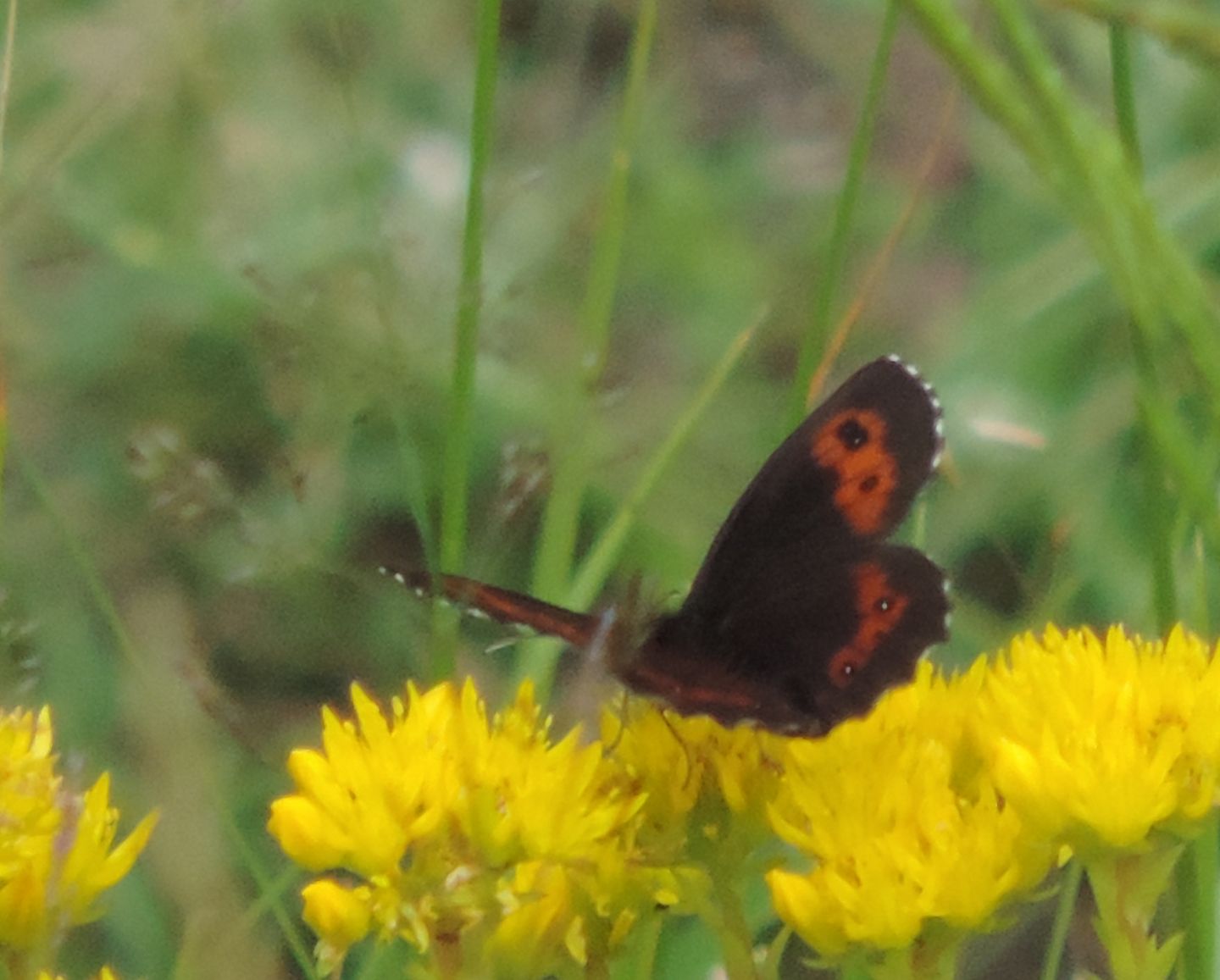 Erebia euryale - Nymphalidae