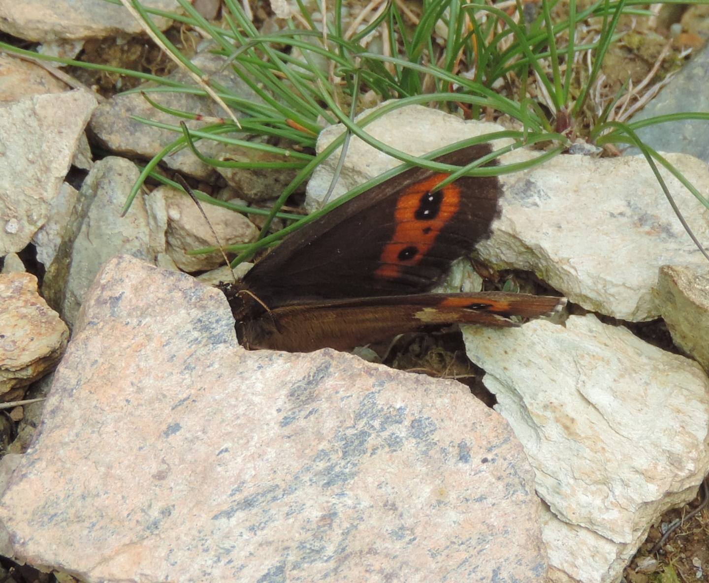 Erebia euryale - Nymphalidae