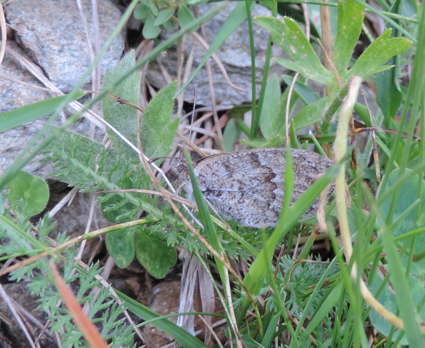 Erebia arvernensis? S