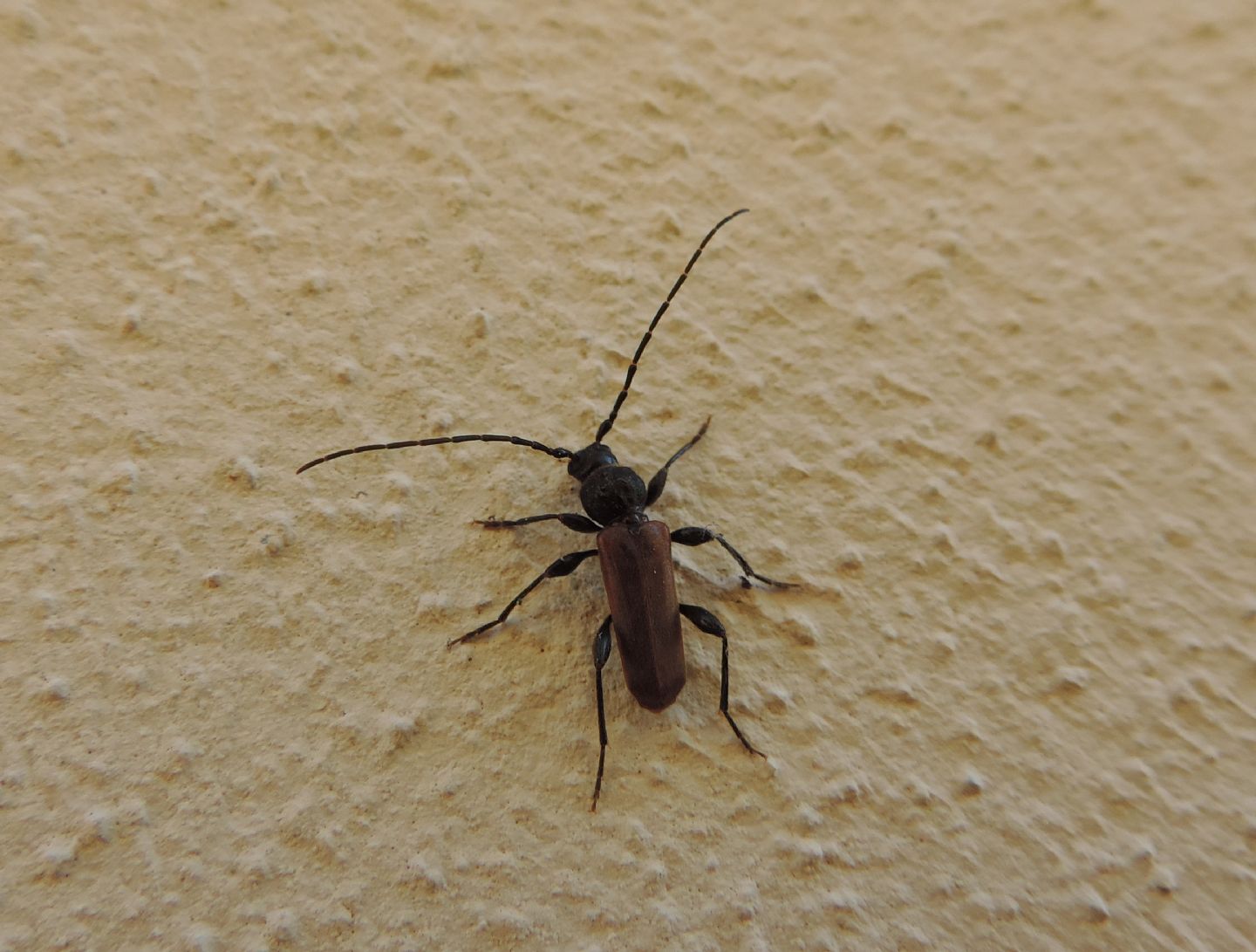 Cerambycidae: Phymatodes testaceus? S !