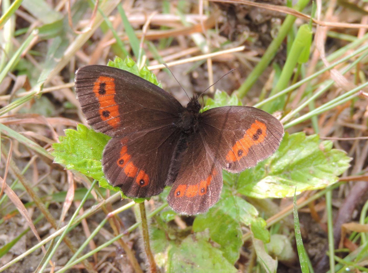 Erebia aethiops?