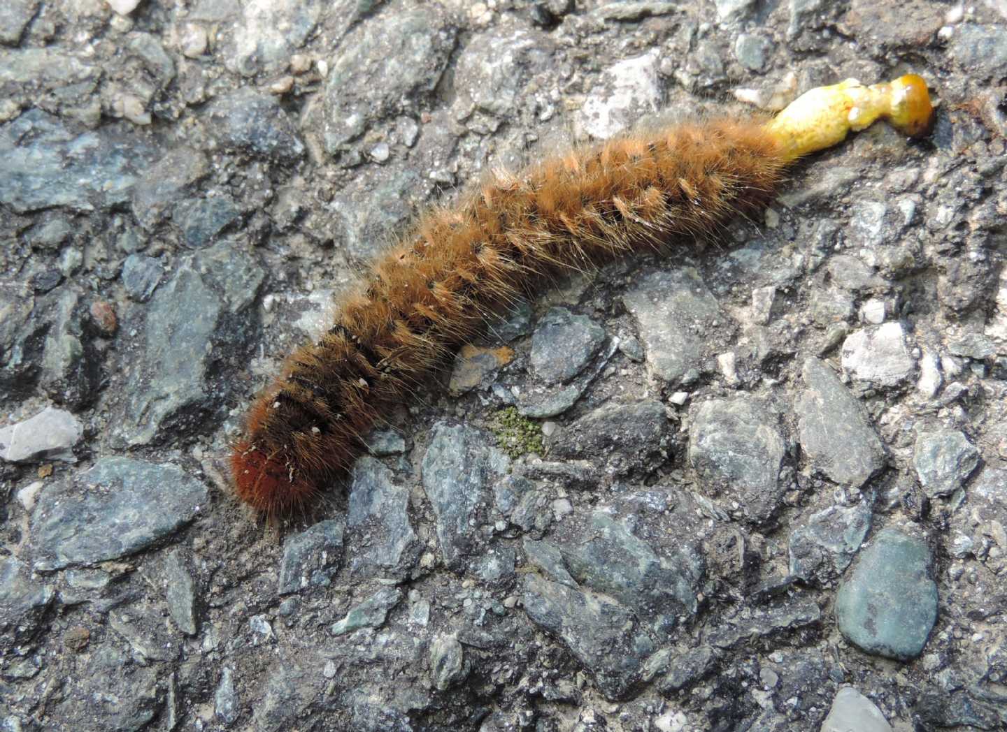 Quale Lasiocampa ? Lasiocampa quercus