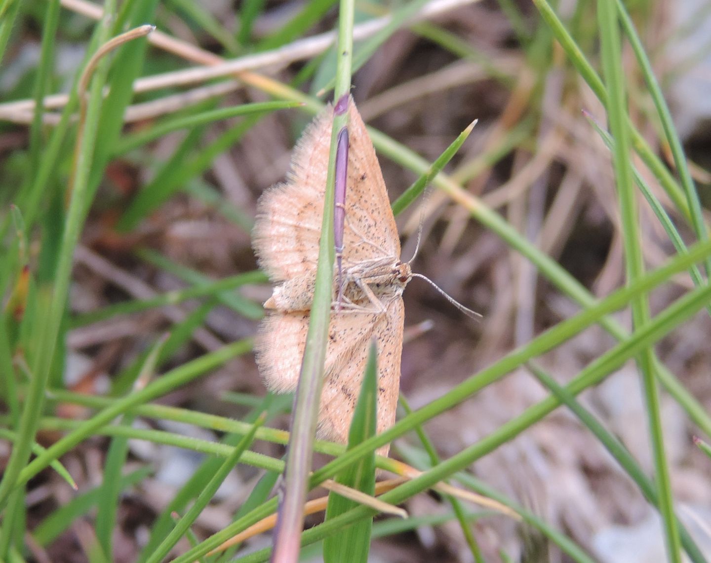 Idaea flaveolaria?