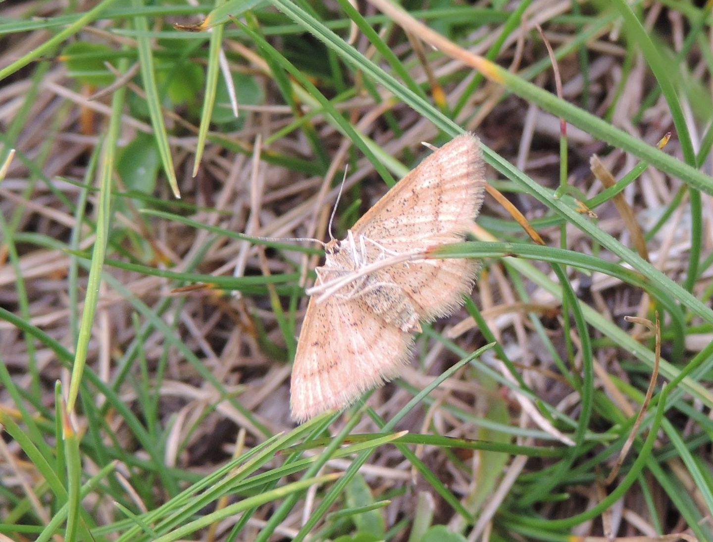 Idaea flaveolaria?