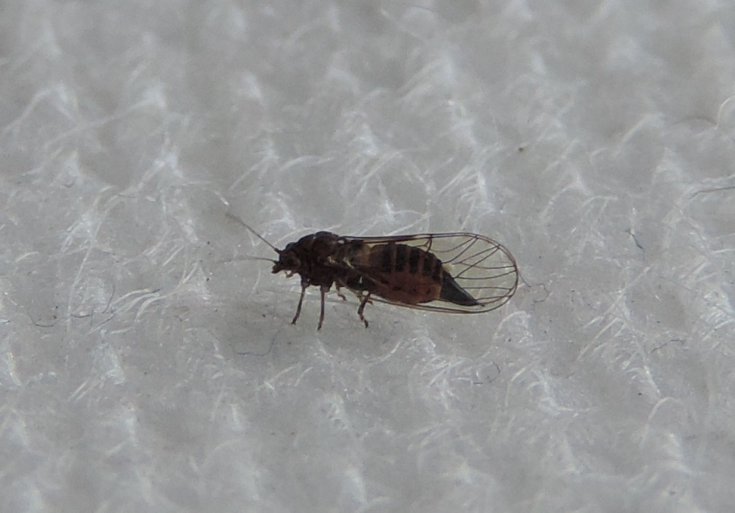 Trioza remota?