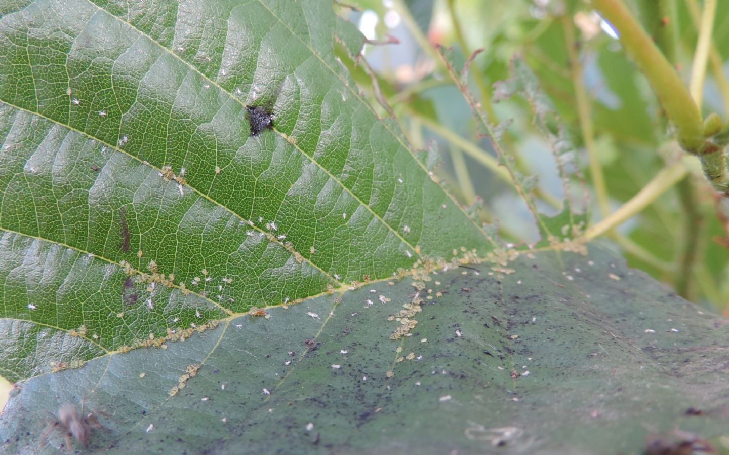 minuscoli insetti da identificare: Aphididae sp.