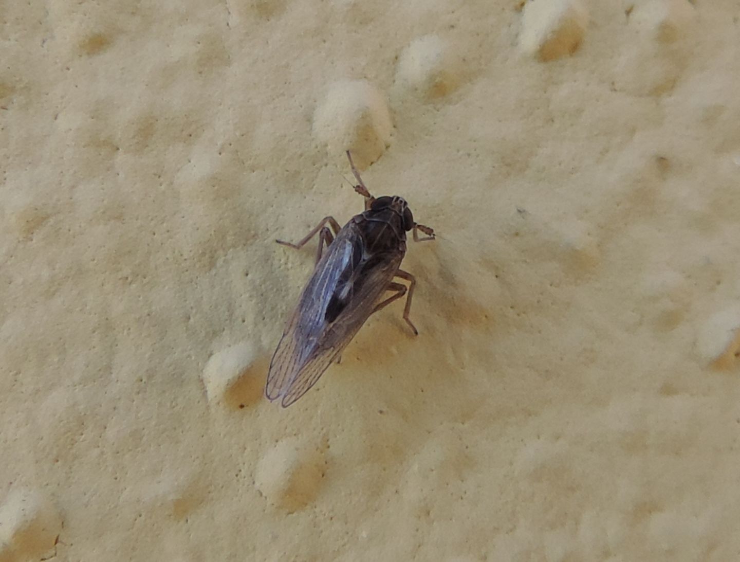 Dicranotropis?