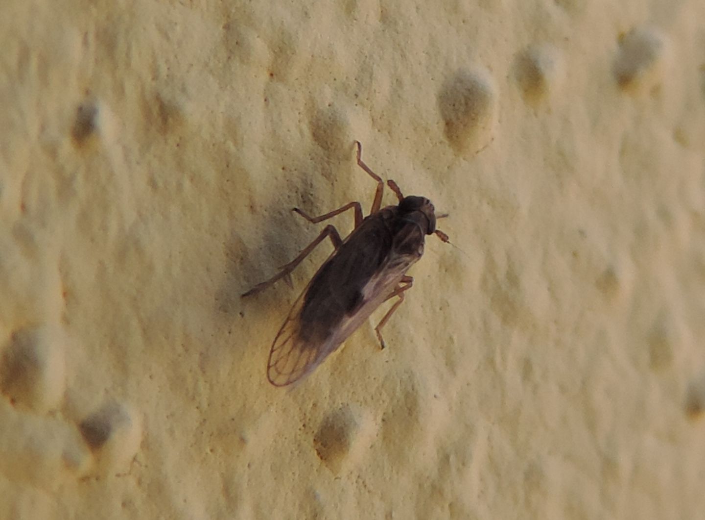 Dicranotropis?