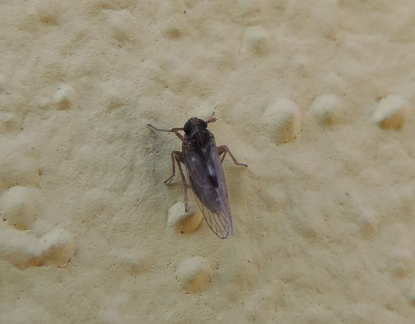 Dicranotropis?