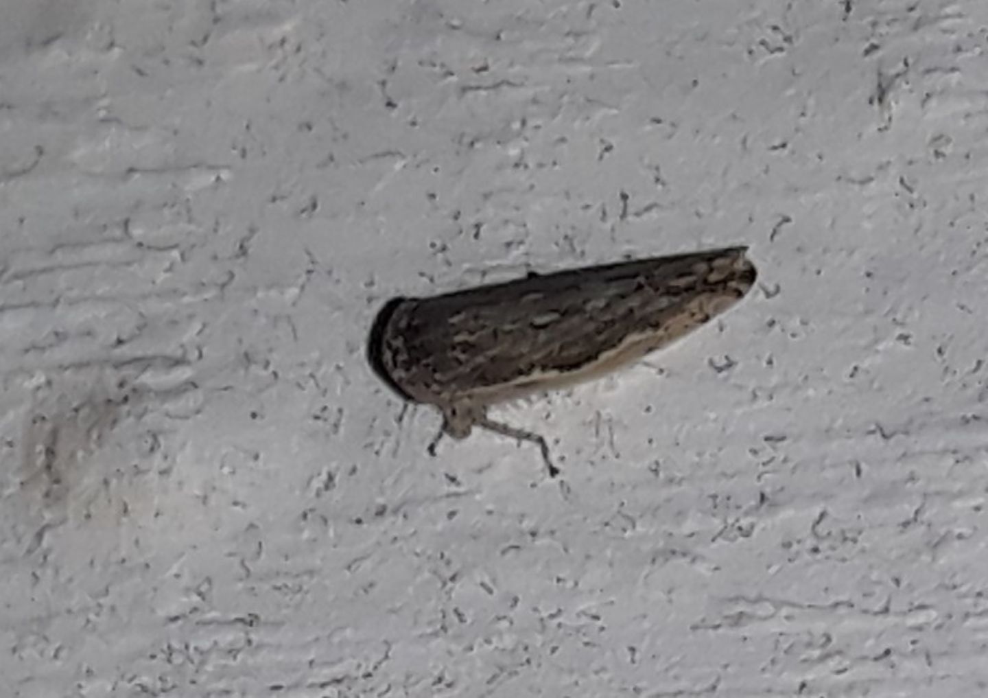 Cicadellidae?