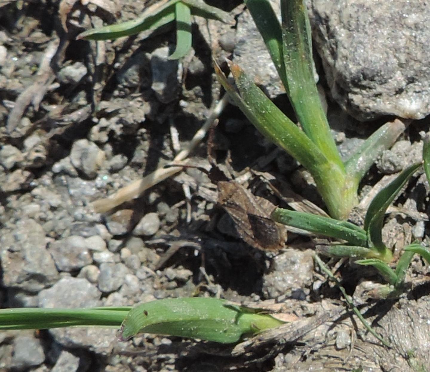 Coreidae?