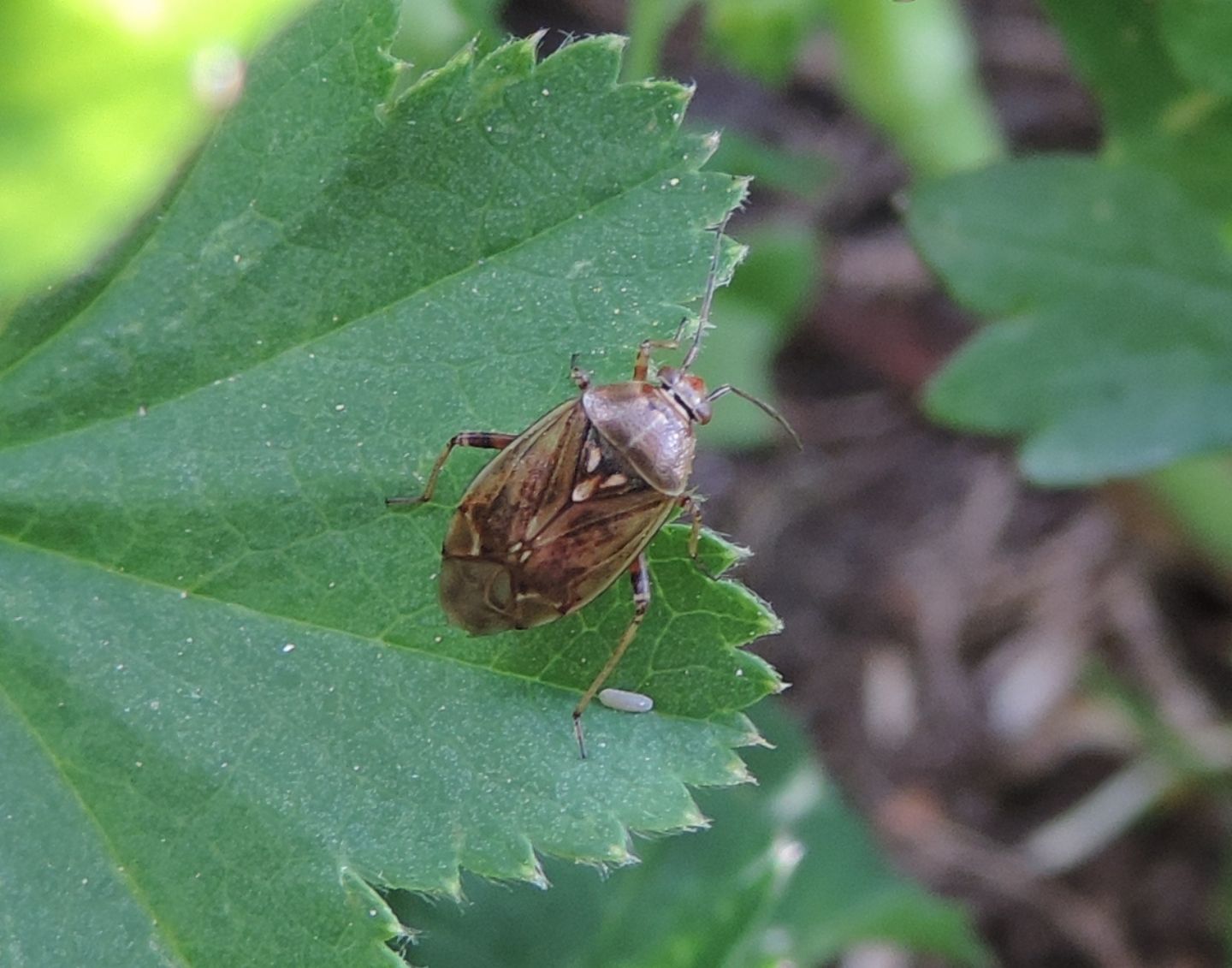 Deraeocoris? No, Lygus da id.